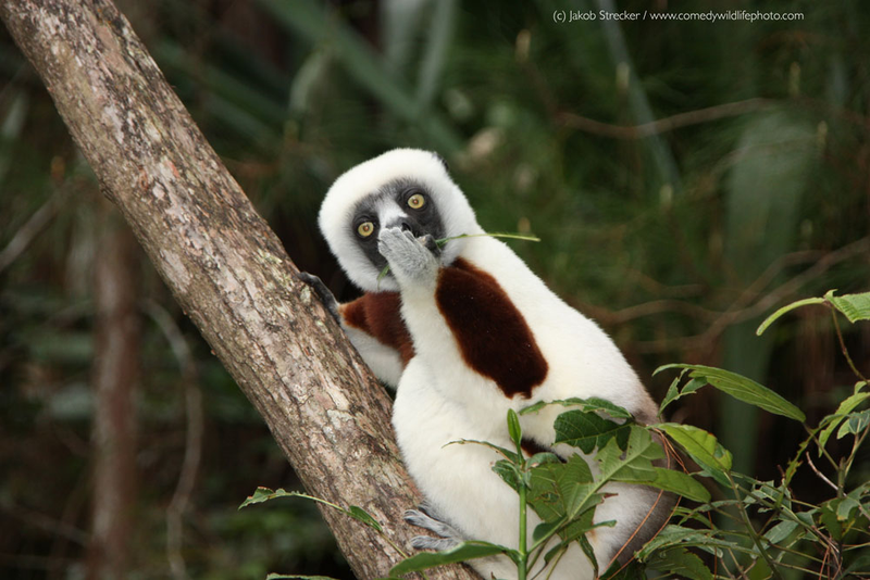 Illustration for article titled Alégrate el día con las fotos finalistas de los Comedy Wildlife Photography Awards